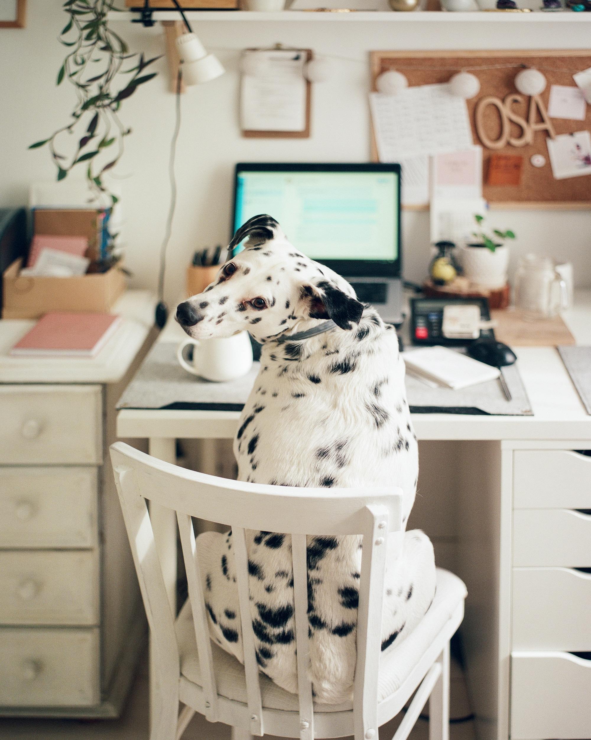 Dalmatian Posing For a Photo Sitting in a Desk Chair in Our Somerville Boston Apartments